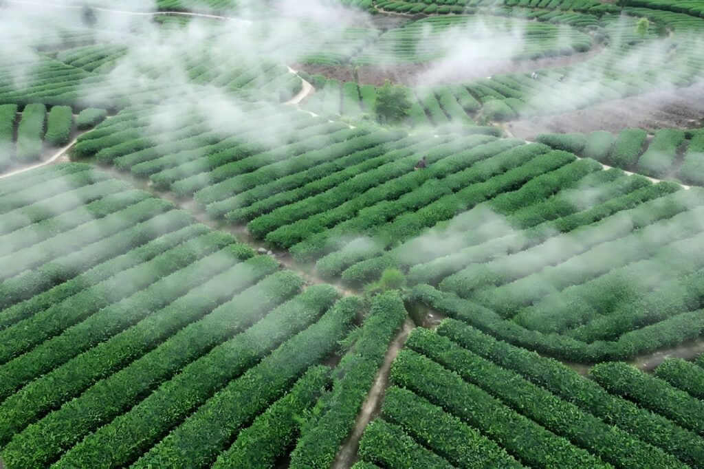 Luftaufnahme eines nebelverhüllten Teegartens, in dem Wolken zwischen den Reihen üppig grüner Teesträucher dahintreiben