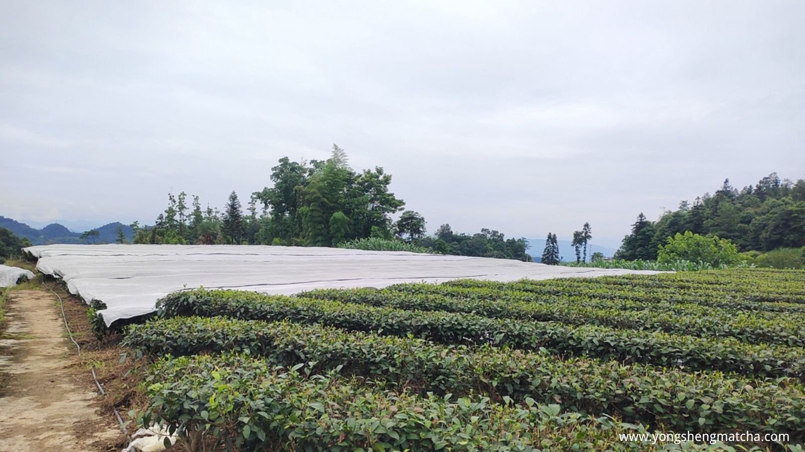 Shaded tencha tea rows under cover in a matcha supplier's Mount Mengding gardens in Sichuan, grown for 20+ days before harvest